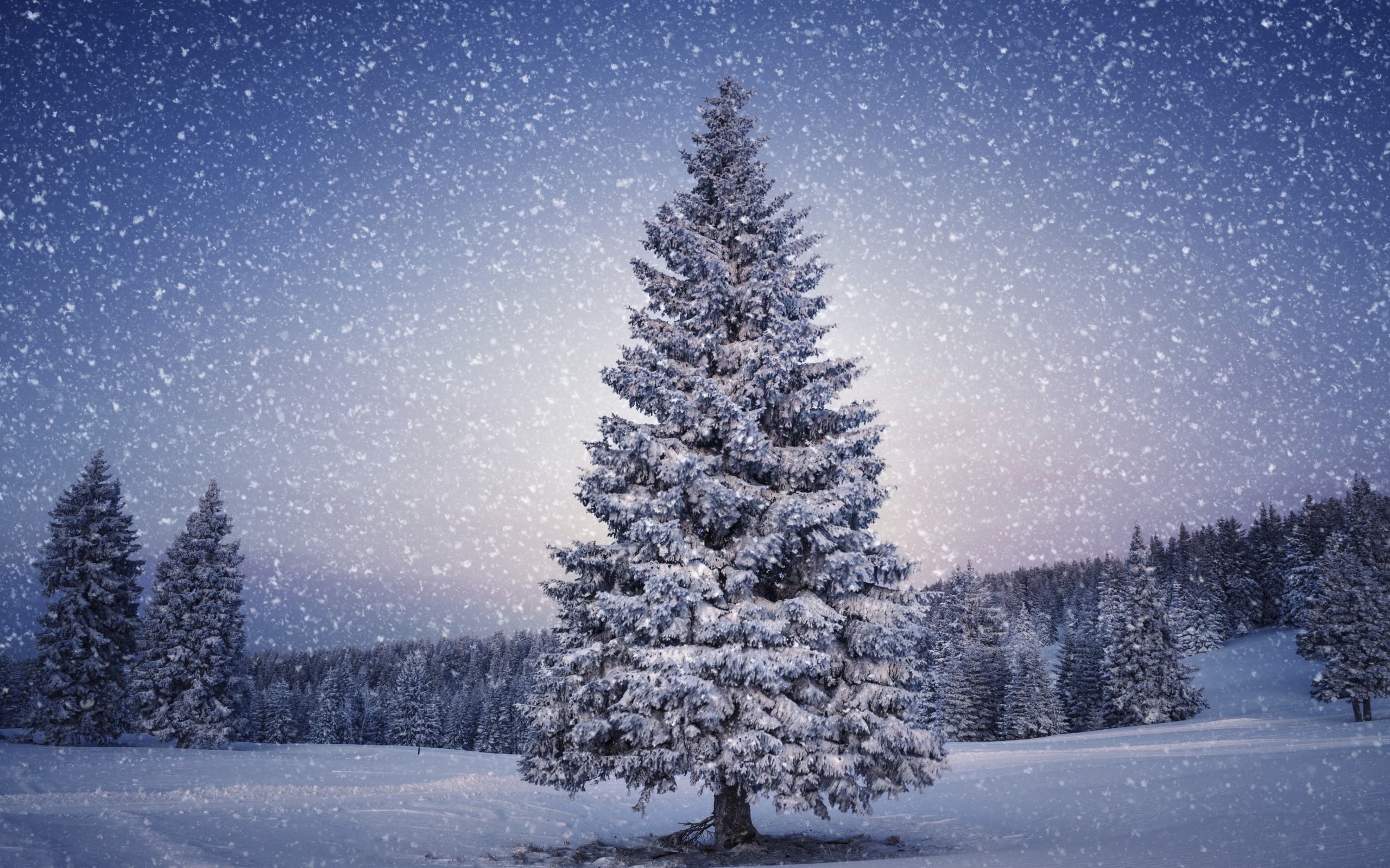 Beautiful Christmas Tree Wallpapers 6