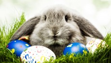 30+ Funny Easter bunny Pictures and Images