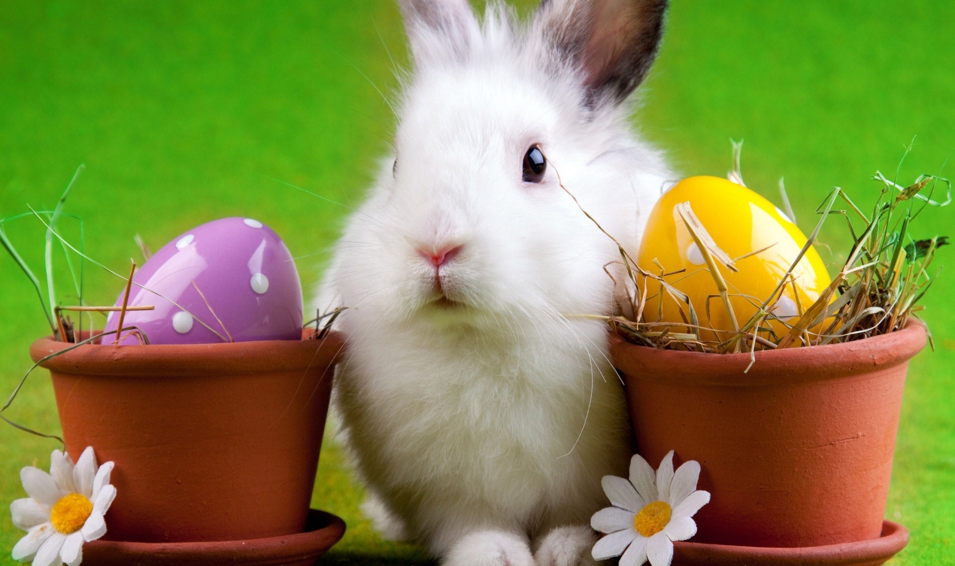 30 Funny Easter Bunny Pictures And Images