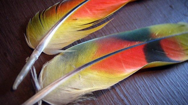 Amazing Painted Feather Ideas