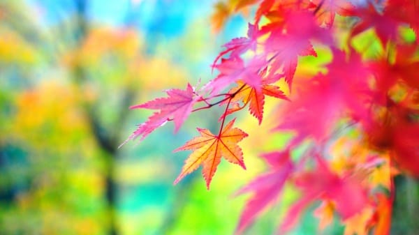 Autumn Scene wallpapers (55)