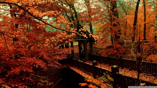 Autumn Scene wallpapers (68)