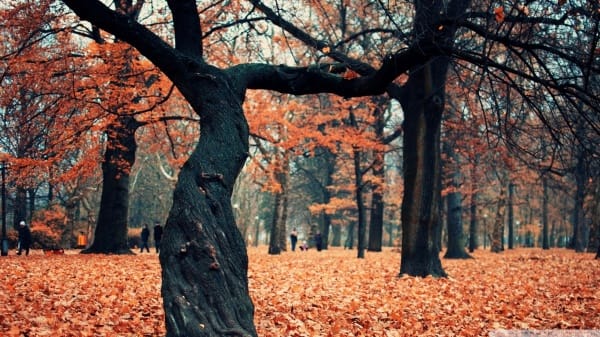 Autumn Scene wallpapers (73)