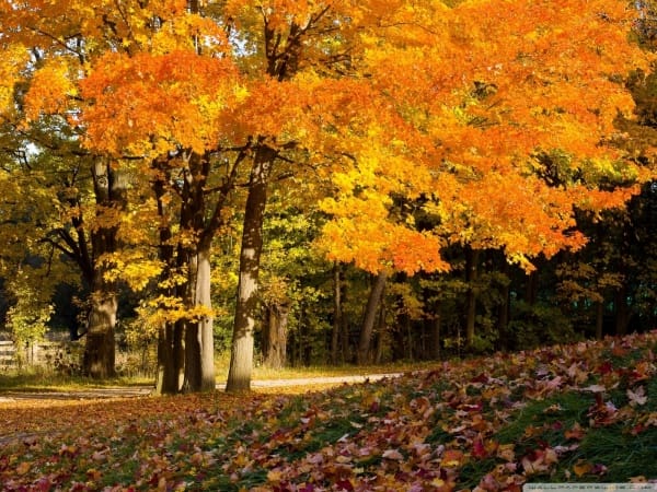 Autumn Scene wallpapers (77)