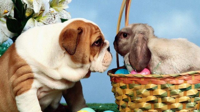 Funny Easter bunny Pictures and Images (12)