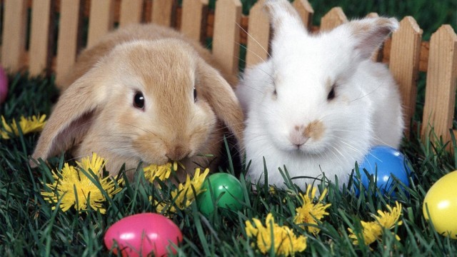 Funny Easter bunny Pictures and Images (16)