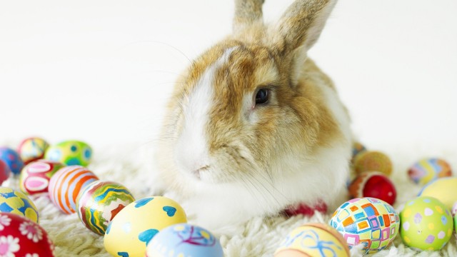 Bunny Rabbit Sitting Among Easter Eggs