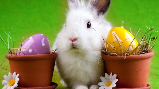 Funny Easter bunny Pictures and Images (2)