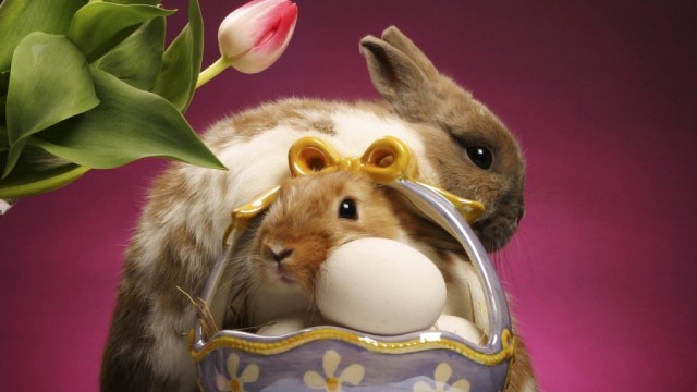 Funny Easter bunny Pictures and Images (9)