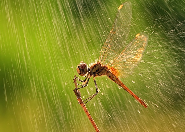 Rain-Photography-Ideas