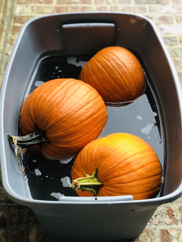 How To Paint A Pumpkin Beginners Guide