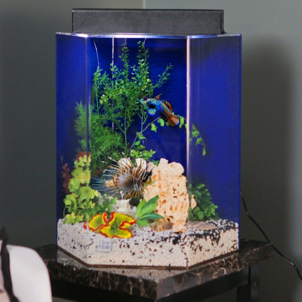 Cool-Aquarium-Ideas-for-Your-Kid’s-Room