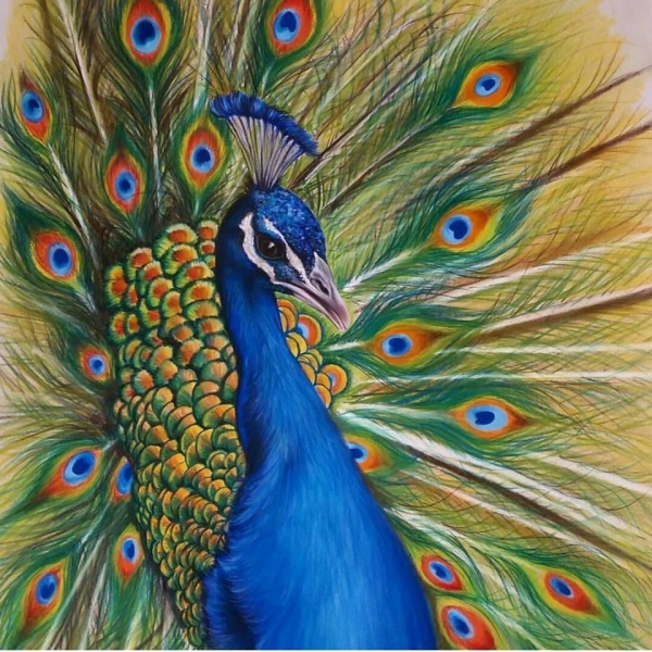 Peacock Colour Drawing Book Bird For Beginner: Buy Peacock Colour Drawing  Book Bird For Beginner by Editorial Team at Low Price in India |  Flipkart.com