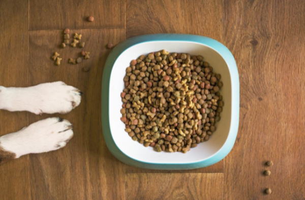 Why Choose Brands Like Black Hawk Dog Food for Your Pup’s Nutrition?