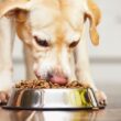 Why Choose Brands Like Black Hawk Dog Food for Your Pup’s Nutrition? 