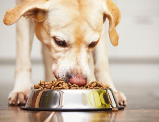 Why Choose Brands Like Black Hawk Dog Food for Your Pup’s Nutrition? 