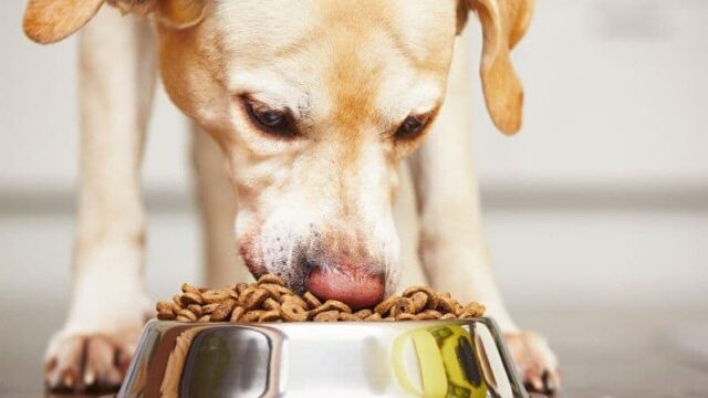 Why Choose Brands Like Black Hawk Dog Food for Your Pup’s Nutrition? 