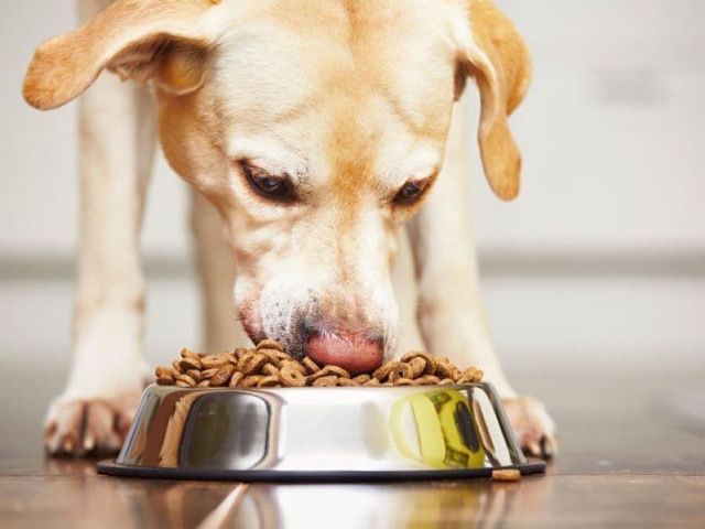 Why Choose Brands Like Black Hawk Dog Food for Your Pup’s Nutrition? 