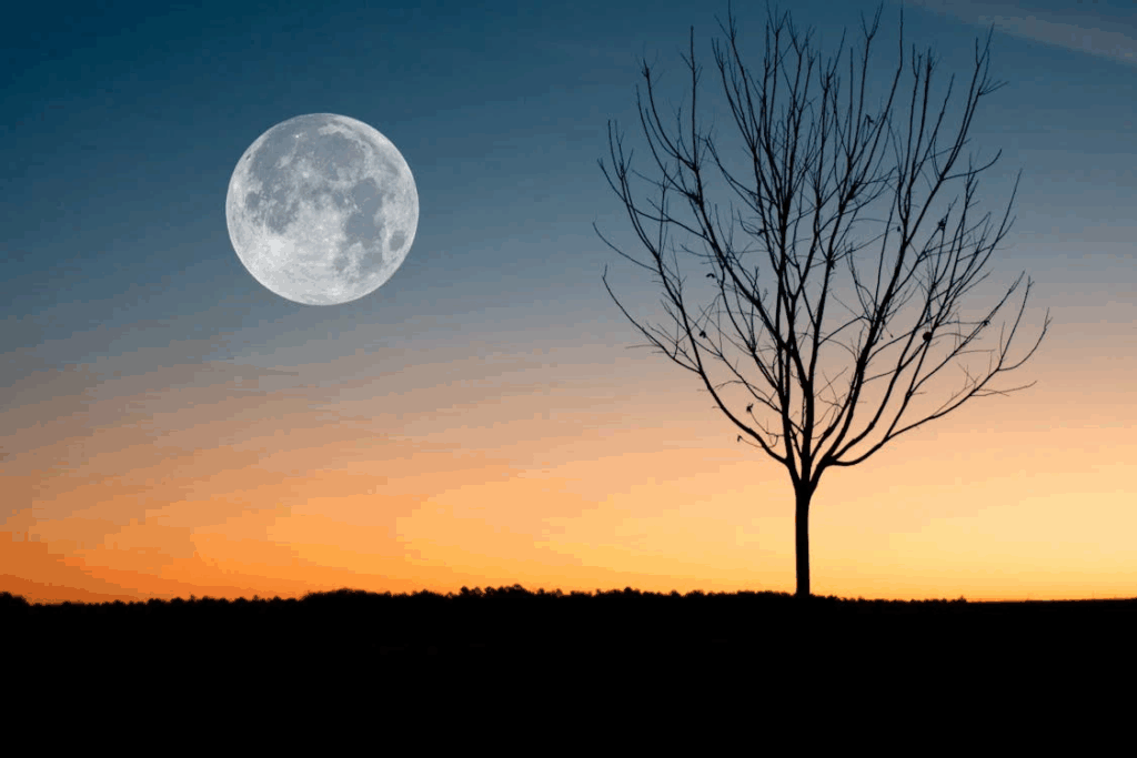 full moon in the sky