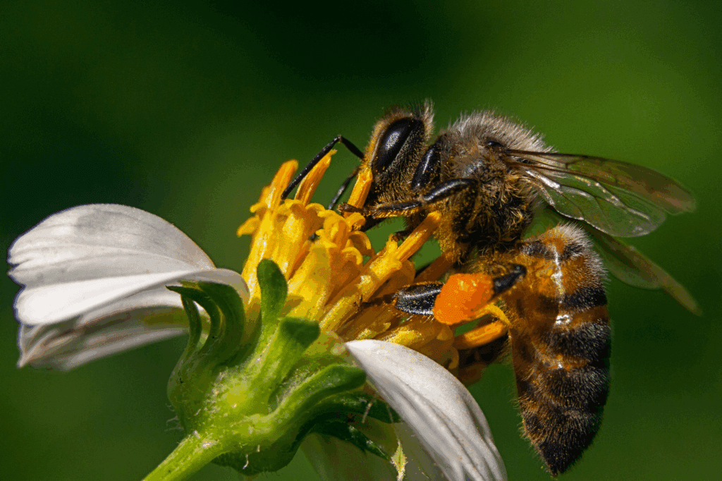 Bee on Fllower