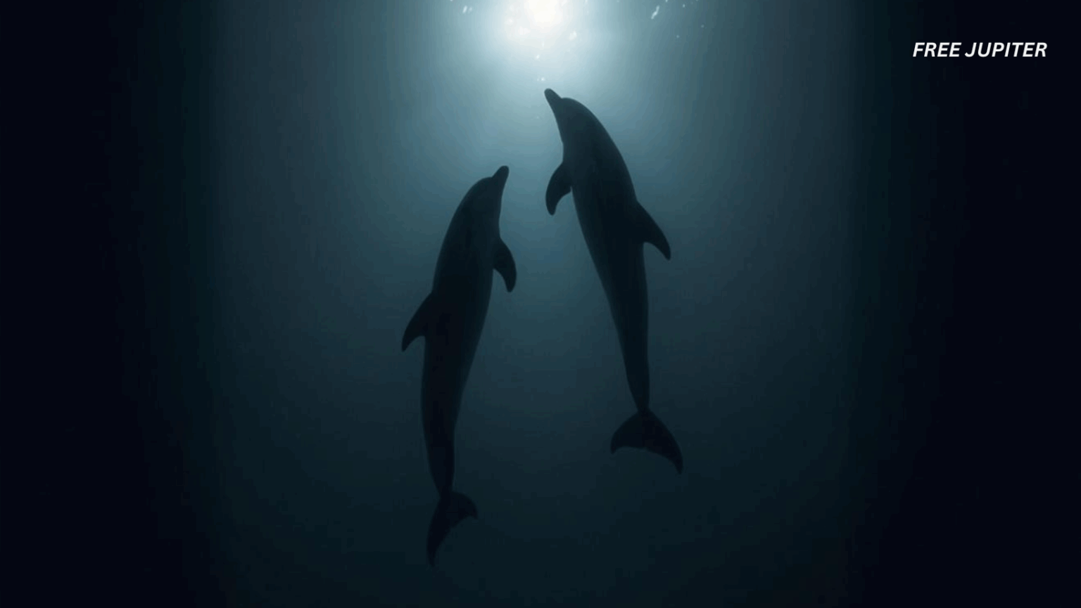 How Dolphins Developed the Ability to ‘See’ Underwater with Sound ...
