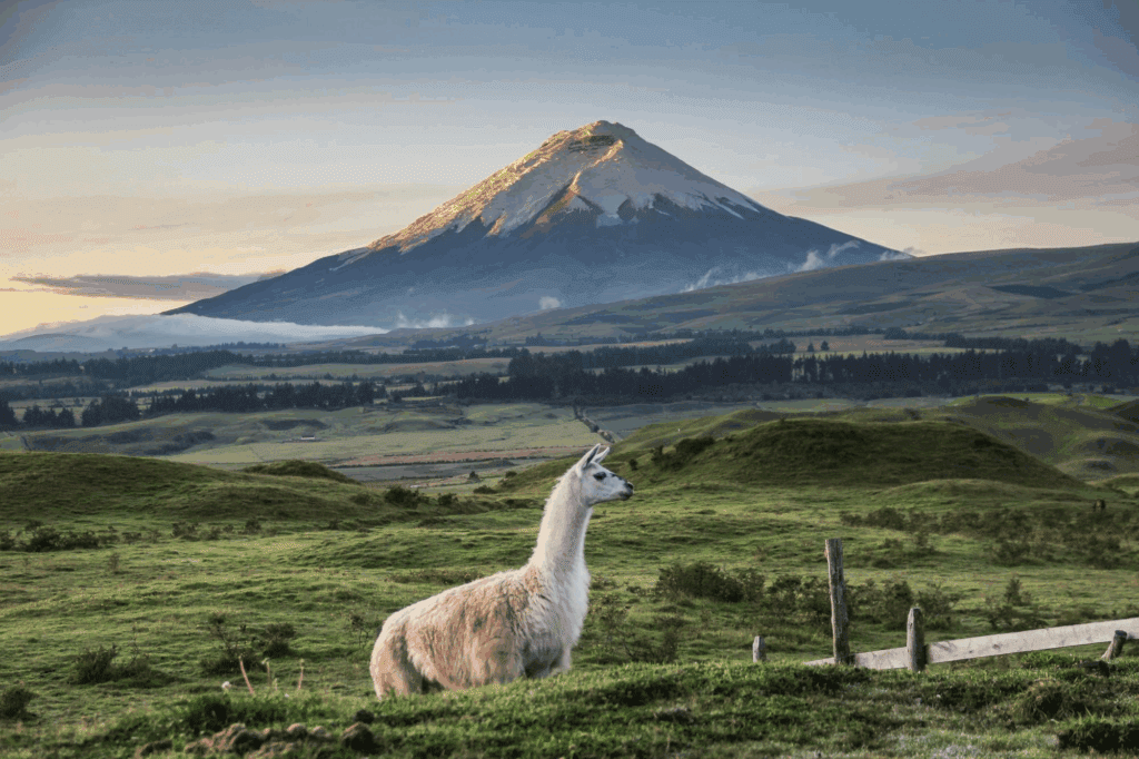 Llama Mountain Andes