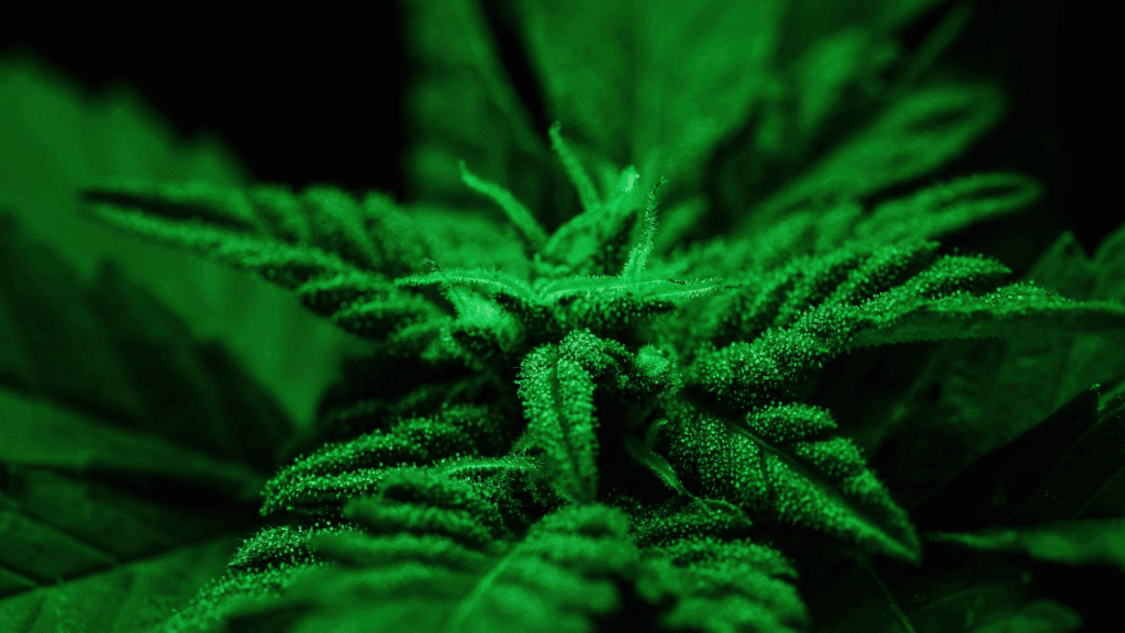 Cannabis Plant