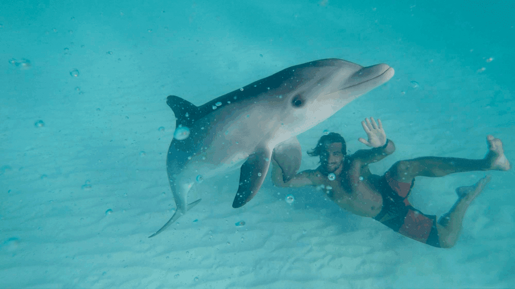 Dolphin